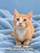 Orange kitten shoved in box and dumped in bin seeks UK home