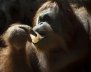 Orangutans prefer food linked to laughter sounds, study finds