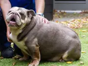 Overweight rescue bulldog sheds 9kg and finds loving new home