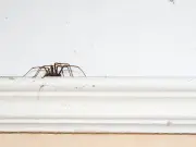 Peppermint oil is the top natural spider deterrent, experts say