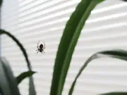 Peppermint Oil Named Best Natural Spider Deterrent by Pest Experts