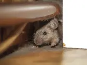 Pest experts agree on £1.08 hack to stop mice entering homes