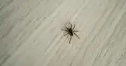 Pest Experts Reveal the Best Natural Spider Deterrents for Autumn