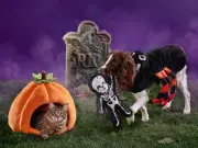 Pets at Home Halloween range: Coffin beds, pumpkin jumpers and more