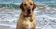 Photographer wins award for snapping dog's rear end on beach