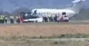 Plane hits and kills zebra during takeoff, grounding flight