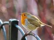 Plant holly this autumn to attract goldfinches and robins to your garden