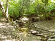 Plymouth's Ham Woods: Women Fear Walking Alone Amid Reports