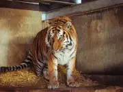 Police: Man killed by tiger at Yorkshire park was alone
