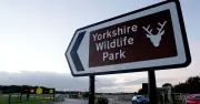 Police Urge Public Not to Share Tiger Attack Footage at Yorkshire Wildlife Park