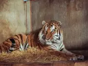 Police urge public not to share tiger mauling footage