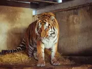 Police warn public after man killed by tiger at Yorkshire Wildlife Park