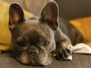 Pooch & Mutt's gut-friendly festive treats win over fussy dogs