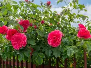 Prune climbing roses in October for healthier blooms, Monty Don and Alan Titchmarsh advise