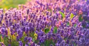 Prune lavender once a year to keep it blooming for over 20 years