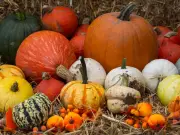 Pumpkin patches near Cardiff to book before Halloween