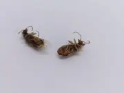Qantas bed bug invasion on Perth-Rome flight strands passengers in Italy