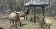 Quebec safari park lets you hand-feed deer and see bears, wolves