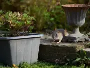 Rats deterred from garden and home with 1 common kitchen item