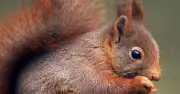 Red squirrels 'extinct in 25 years' without legal change