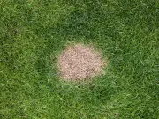 Remove Leaves from Lawns to Avoid Brown Patches