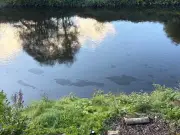 Residents told to avoid area after River Taff kerosene spill