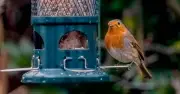 Robins in autumn: one bird feeder change boosts survival
