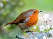 Robins Love This £1 Item: RSPB's Top Tip to Attract Them