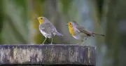 Robins Will Keep Returning All Autumn When You Leave 1 Fruit Outside