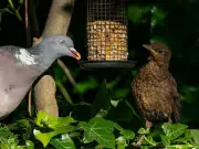 RSPB urges UK households to stop feeding garden birds until October