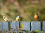 RSPB warns Britons not to feed birds seeds and peanuts until November