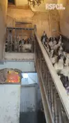 RSPCA footage shows filthy home where 86 animals were found