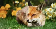 RSPCA: Foxes in your garden are 'relatively harmless' - how to manage them