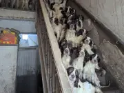 RSPCA urgent plea after 84 dogs found in 'appalling' conditions