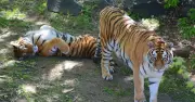 Scientist recounts tiger attack and escape at 30mph