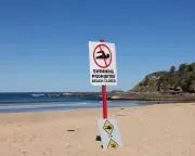Shark warning after dead whale towed from NSW river
