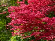 Sourwood Tree Offers Year-Round Colour Beyond Japanese Maples