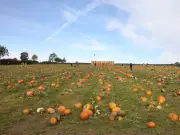 Storm Boelo forces Northumberland pumpkin patch to close on Sunday