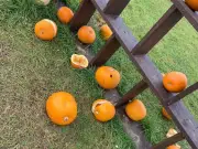 Suffolk Pumpkin Patch Hit by 'Willy Wonka' Comparisons and Vandals