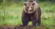 Teen survives bear attack after phone explodes in pocket