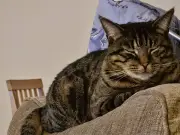 Three arrested after cat's tail posted through letterbox in Hull