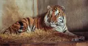 Tiger attack eyewitness reveals chilling moment before death