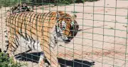 Tiger attack victim 'dancing' before fatal mauling at Yorkshire park