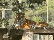 Tiger attack witness relives horror – 'I tried to look away but I couldn't'