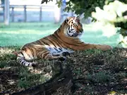 Tiger enclosure reopens after mauling death of William Chapman