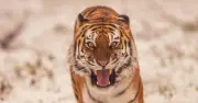 Tiger mauling at UK zoo sparks safety review calls