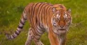 Tiger uninjured after man dies at Yorkshire Wildlife Park