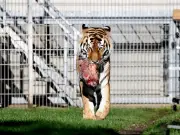 Trolls Mock Man Killed by Tiger at Yorkshire Wildlife Park