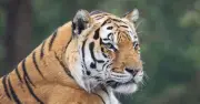 Trump shares AI tiger video after man mauled to death at UK zoo