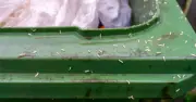 Two natural items to stop flies and maggots in wheelie bins
